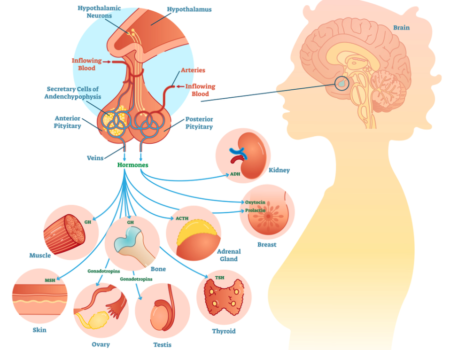 Hypothalamus